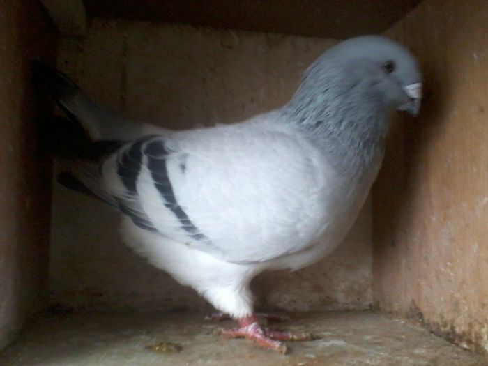 2015-12-06 10.37.49 - Porumbei Bucuresti