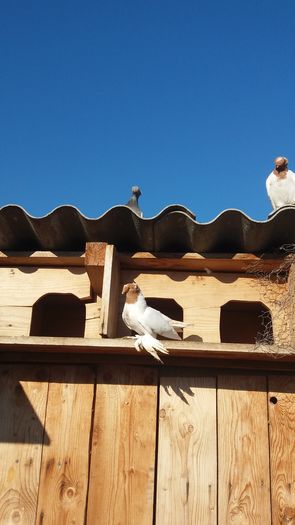 20151224_115809 - JDB liberi