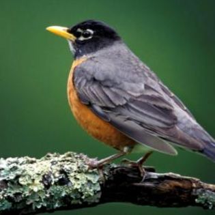 88263_e7751c3783236615e945396358977512_mdsq - BIRDS