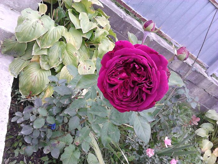O frumusețe de trandafir! - Falstaff