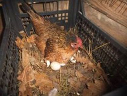 104361779_AIIASVG; aceasta gaina a clocit de 4 ori de 3 ori in 2015 si o data in 2016 (astazi a scos a patra tura de pui numarul fiind de 7 puisori)
