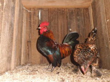 104521278_GURDVEK3 - gainile mele pitice la gramada