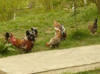 104596095_JDKJRDI - gainile mele pitice la gramada