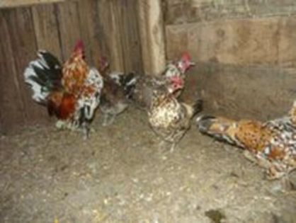 104596112_VFMYPZJ - gainile mele pitice la gramada