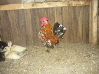 104596146_JPXYZWY - gainile mele pitice la gramada