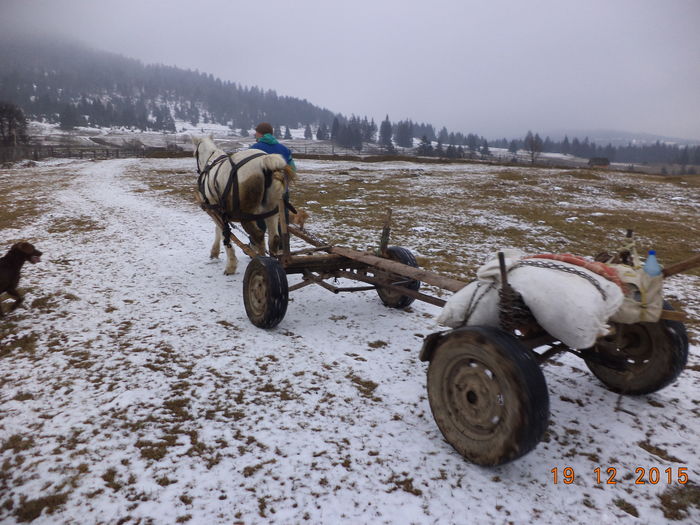 Ajungem la padure - CU PETRICA LA PADURE 19 decembrie