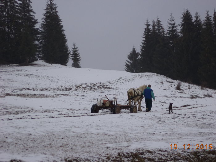 Cainii la galop - CU PETRICA LA PADURE 19 decembrie