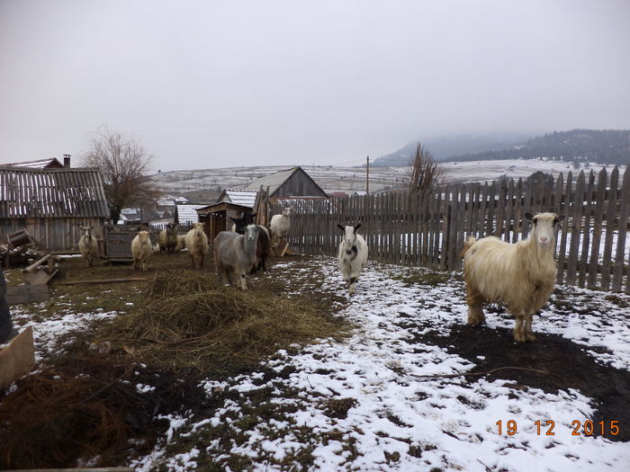 Capre intr-o gospodarie-1 - CU PETRICA LA PADURE 19 decembrie