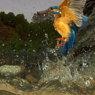 89182_b94f57743301c96986d42f1488f64158_mdsq - BIRDS