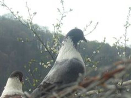 104361454_UWONCHU - porumbeii mei