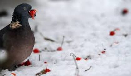 CRACIUN FERICIT....; LA MULTI ANI...
