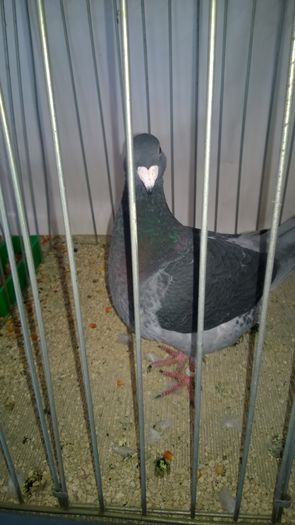 WP_20151206_048; Femela
