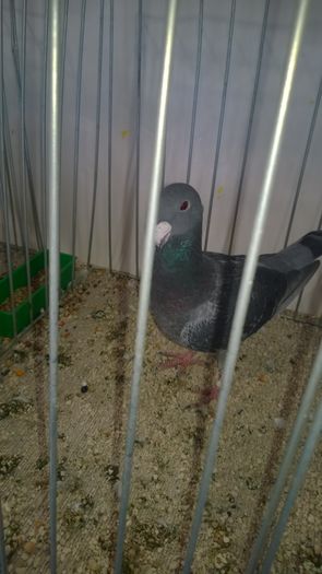 WP_20151206_047; Mascul
