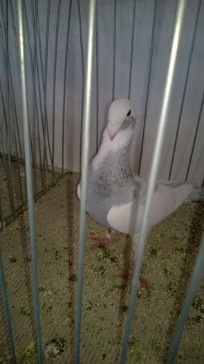 WP_20151206_046; Campion
