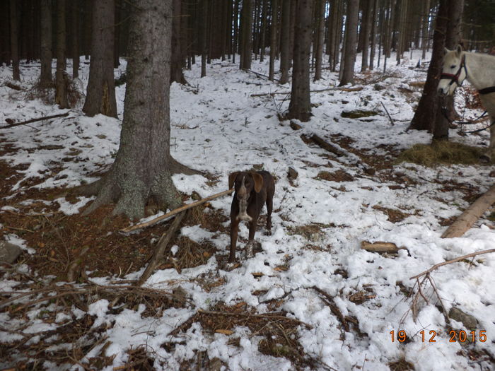 Doina legata la molid