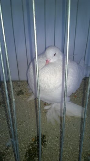 WP_20151206_044; Mascul
