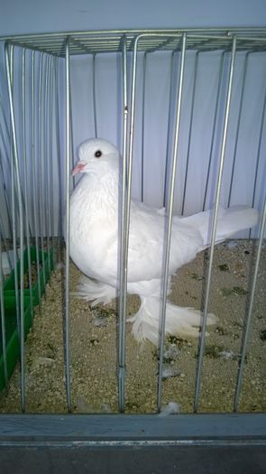 WP_20151206_043; Femela
