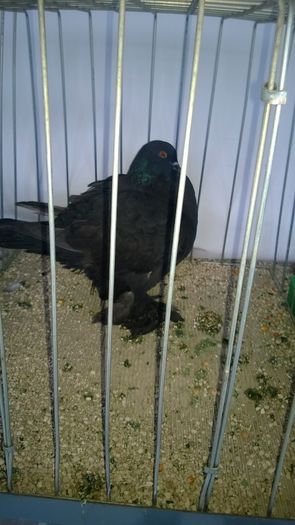 WP_20151206_040; Mascul
