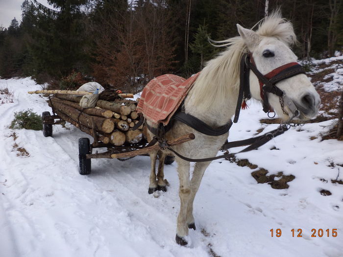 Doina nerabdatoare-5