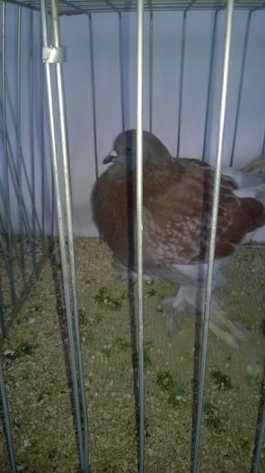 WP_20151206_055; Femela
