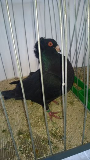 WP_20151206_039; Ceva drag mie
