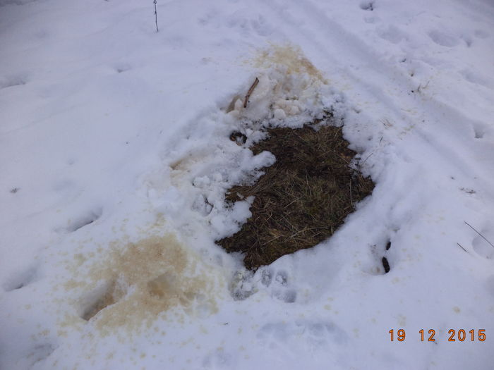 Loc unde s-a odihnit ciuta sau cerbul