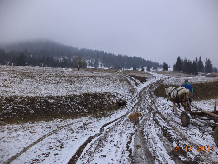 Noroi pe drum - CU PETRICA LA PADURE 19 decembrie