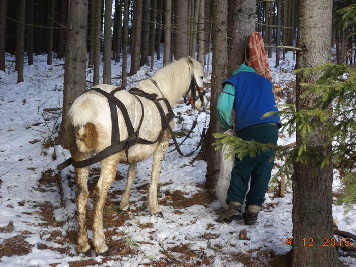 O legam pe Doina - CU PETRICA LA PADURE 19 decembrie