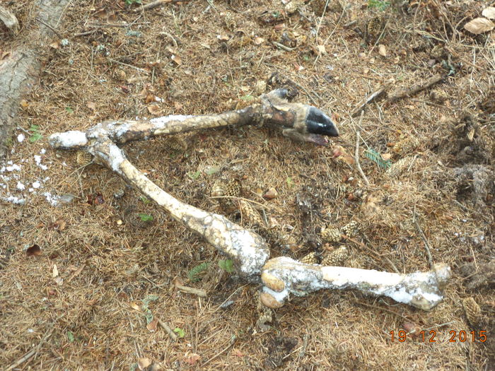 Oase de cerb sau ciuta-2