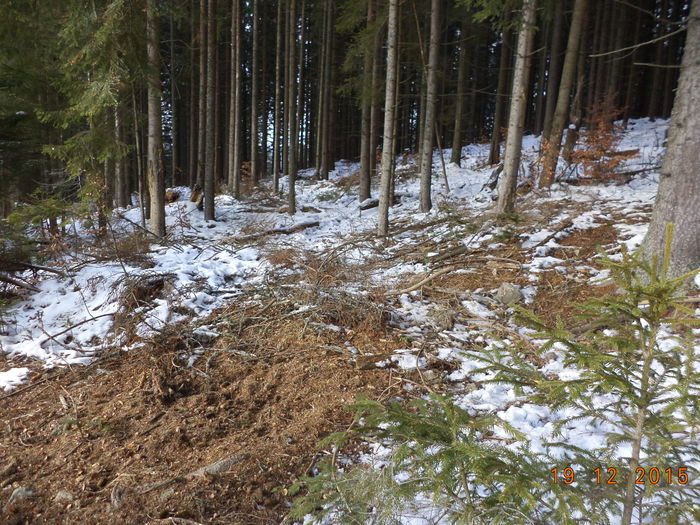 Padure draga padure-3