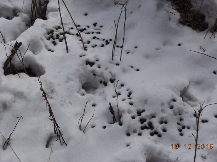 Peste tot urme de cerbi
