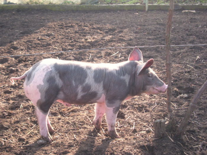 DSCI2444 - 6 Saptamani purcei pietrain