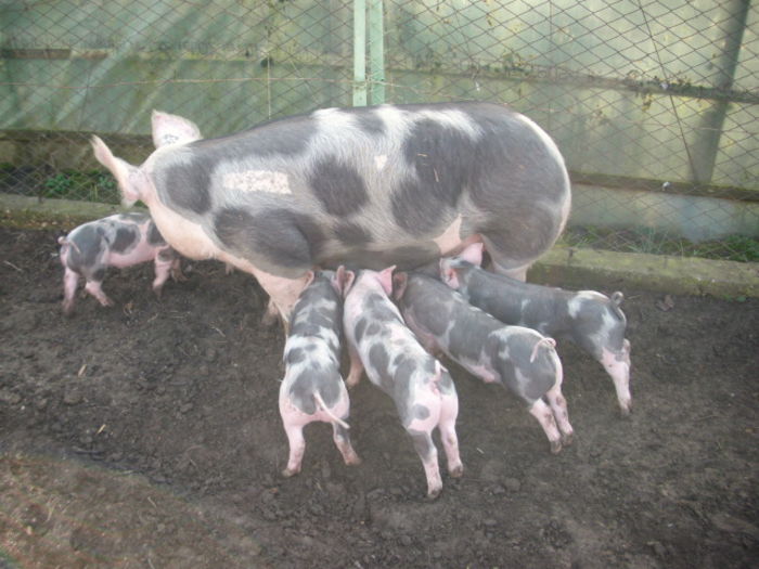 DSCI2450 - 6 Saptamani purcei pietrain