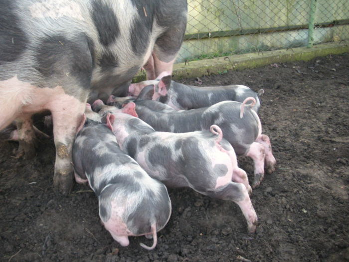 DSCI2454 - 6 Saptamani purcei pietrain