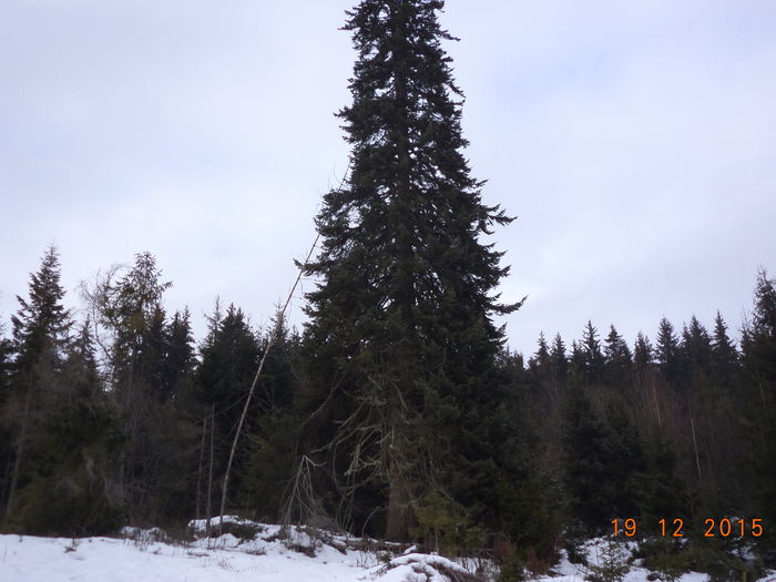 Un brad alb falnic-7