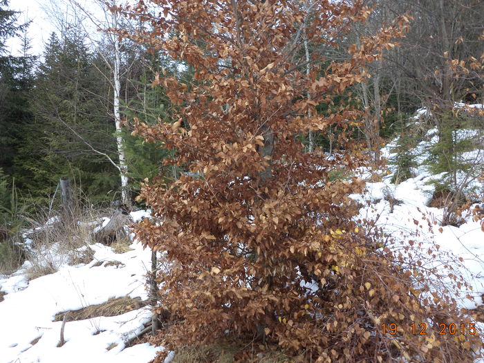 Un fag cu frunze uscate-2