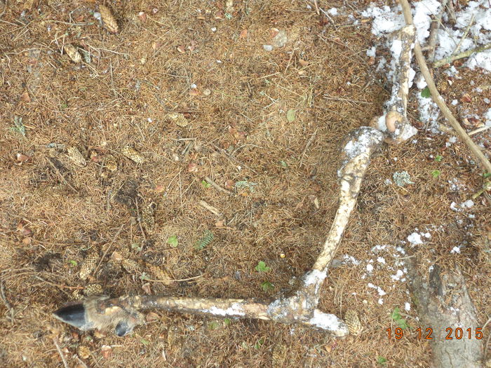 Un picior de cerb su ciuta mancat de lupi