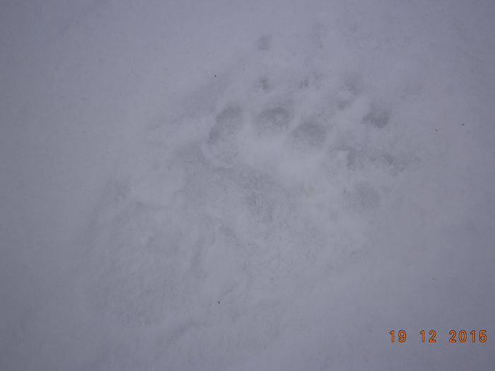 Urma de urs in drumul nostru