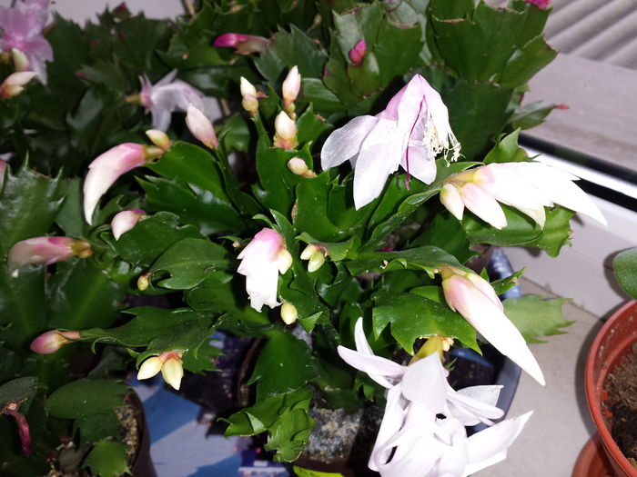 Schlumbergera - Schlumbergera - Cactusul de CRACIUN