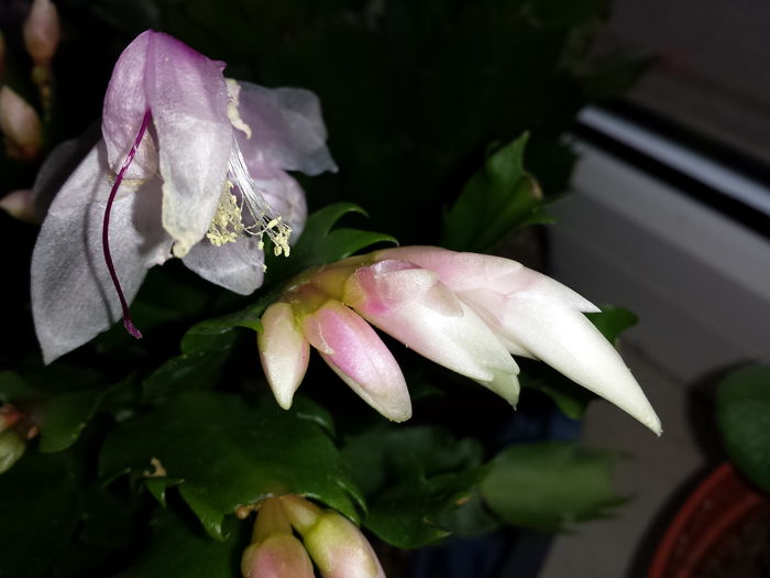 Schlumbergera - Schlumbergera - Cactusul de CRACIUN