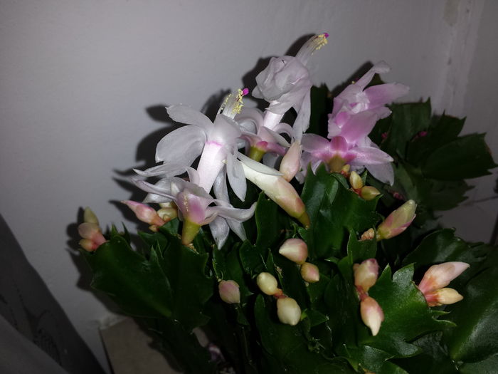 Schlumbergera