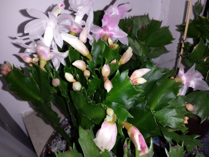 Schlumbergera