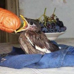 89241_ce7a2659041bf29382fa587216288fe3_mdsq - BIRDS