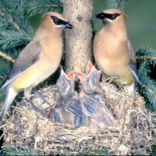 89247_8b88931ccde1974eb6564f88295928d4_mdsq - BIRDS