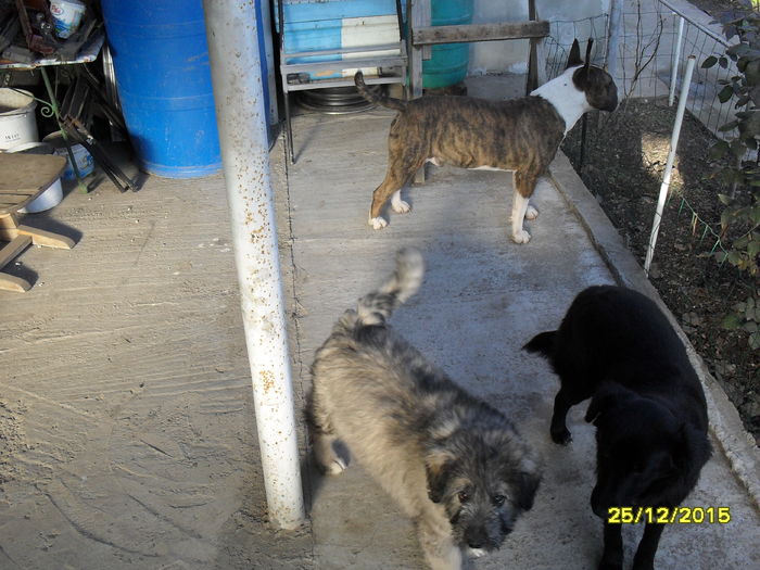 Haita mea, mor dupa ei