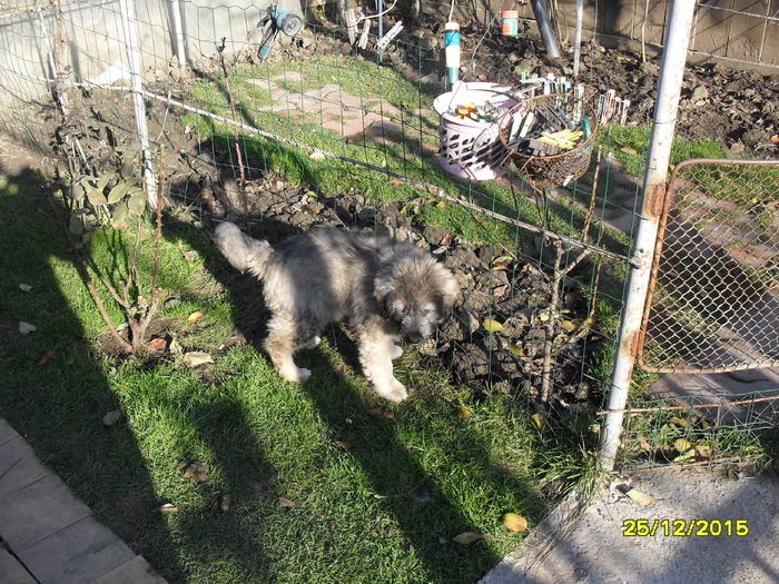 Ciobanesc Mioritic Sultan 2,5 luni