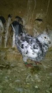 82700056_5_261x203_pereche-americani-bacau_rev002