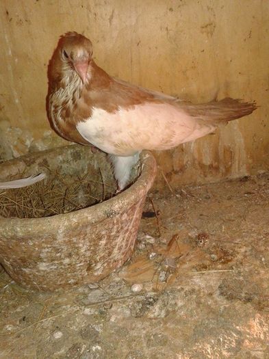 12431210_547163212127575_2659603_n