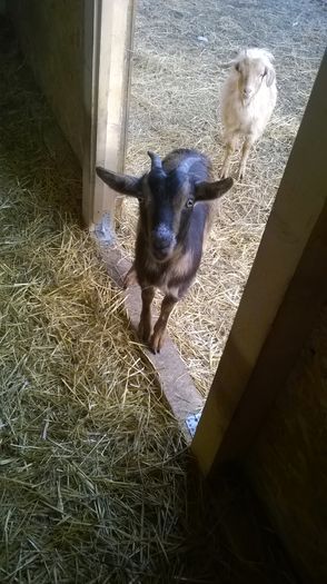 WP_20151218_004 - Capritele si oitele