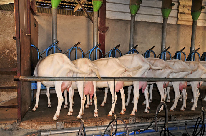 Capre Saanen la muls mecanic